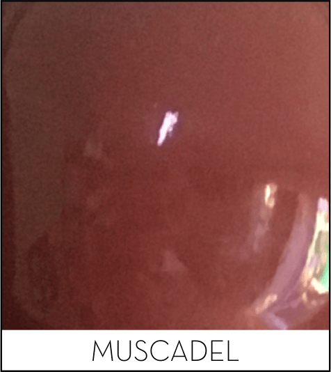 This image has an empty alt attribute; its file name is muscadel.png